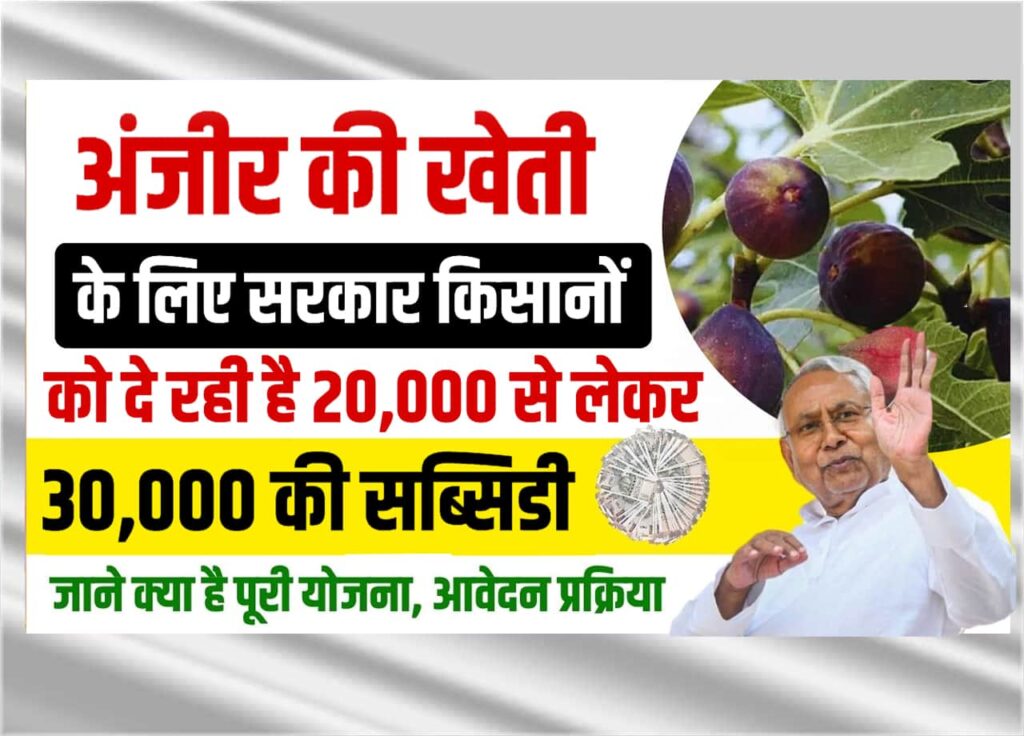 Bihar Anjeer Vikas Yojana 2025: बिहार के कृषि विभाग अंजीर विकास योजना सरकार दे रही है 50 हजार रूपये अनुदान ऑनलाइन शुरू
